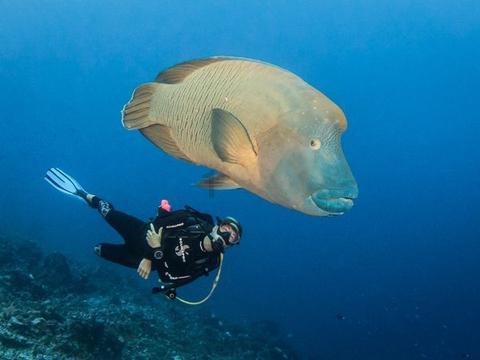 海通国际：维持中粮家佳康“优于大市”评级 目标价2.48港元