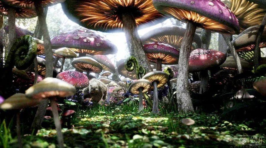 澳洲皮草